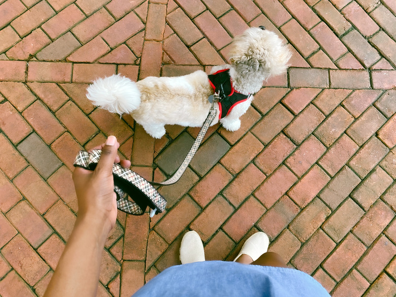 top view of woman walking a small dog