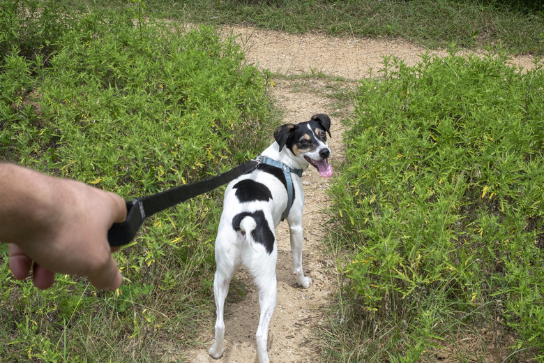 POV of a man walking his dog on a leash along a hiking trail in Texas