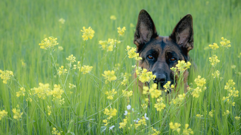 German Shepherd partially hidden in a field of yellow flowers