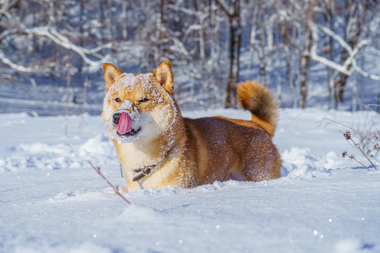 A Shiba Inu Japanese dog stands in deep snow. Their head is covered in snow and its tongue is out