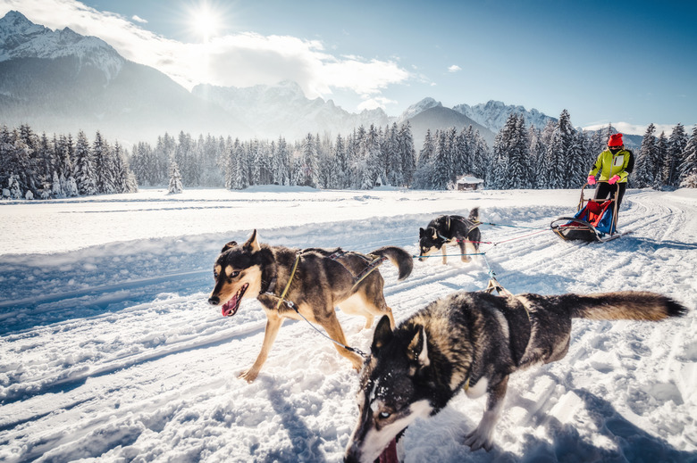 Three husky dogs pull a musher on a sled across the snow