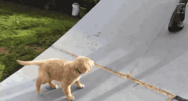 8 Cute Puppies Who Can t Puppy Right Now 8 Cute Puppies Who Can t Puppy Right Now