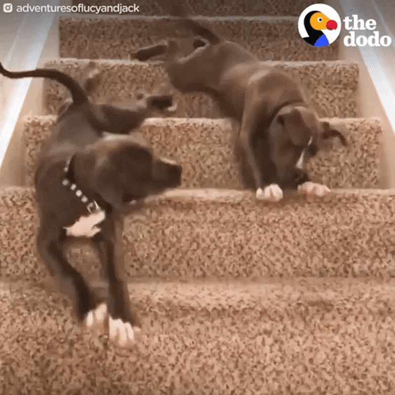 8 Cute Puppies Who Can t Puppy Right Now 8 Cute Puppies Who Can t Puppy Right Now