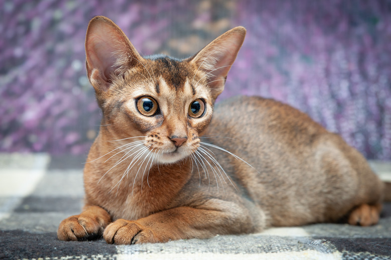 Very beautiful Abyssinian cat