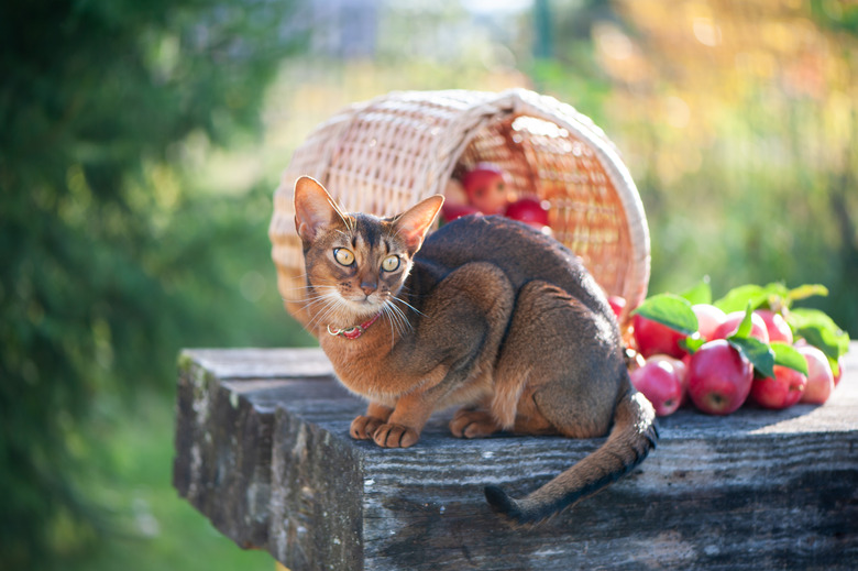 Ðarvest of apples in a basket and a very beautiful Abyssinian cat. Autumn atmosphere