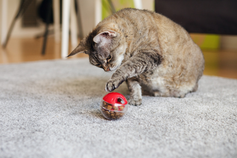 Fat tabby cat is playing with a slow feeder ball with dry food inside