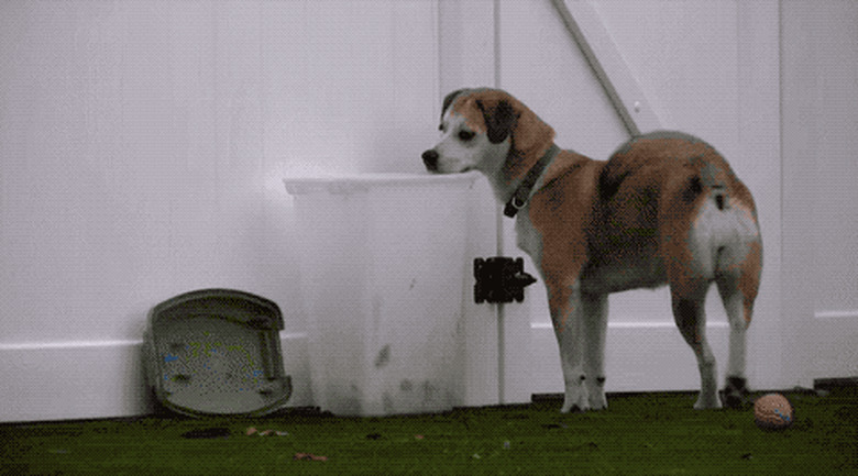 dogs reacting to tennis balls