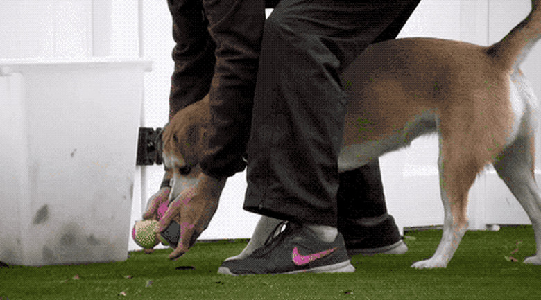 dogs reacting to tennis balls