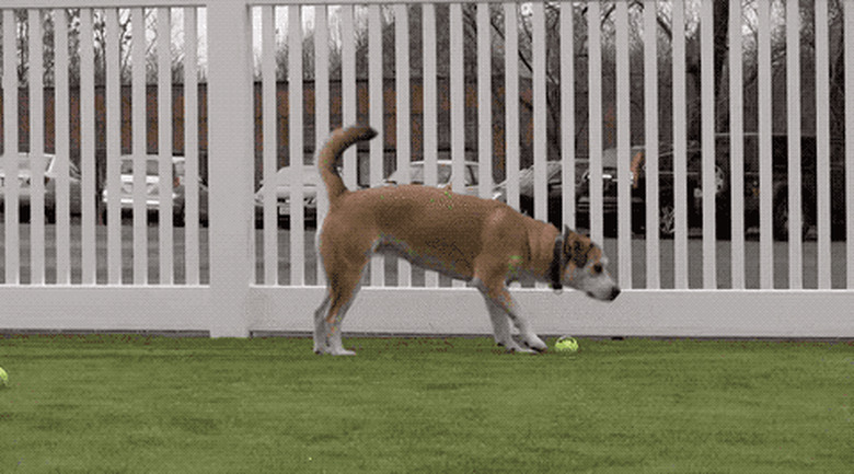 dogs reacting to tennis balls