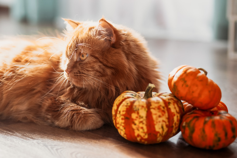 A red cat with an orange pumpkins. Halloween party concept.