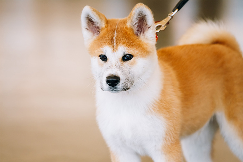 An Akita dog
