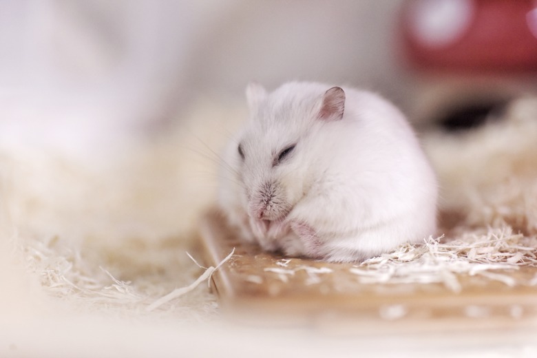 Image Of A Sleepy White Hamster.