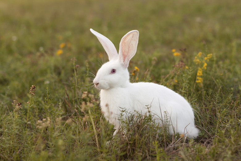 Do You Have An Albino Bunny? Here's Your Guide To Albino Rabbits ...