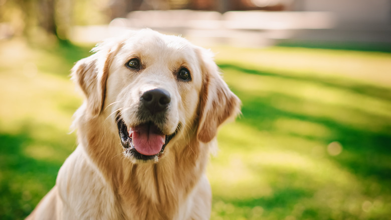 Loyal Golden Retriever Dog Sitting on a Green Backyard Lawn