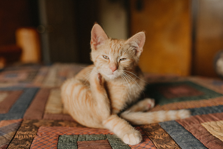 Cat Scratching His Neck