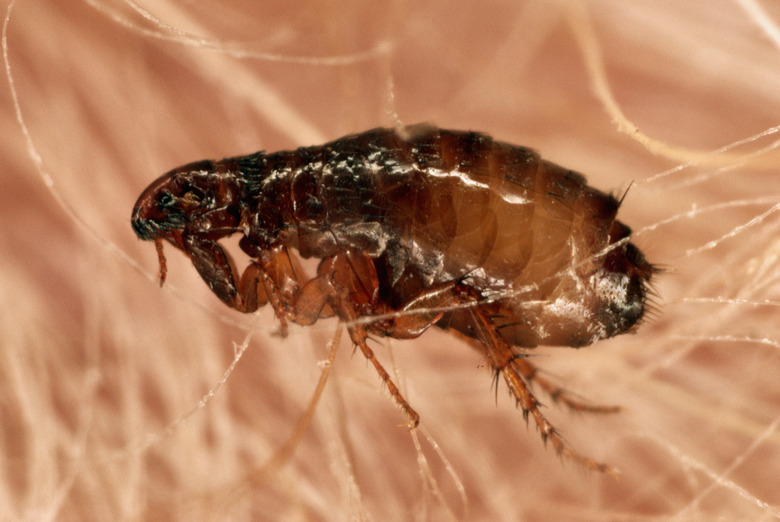 closeup of Flea in Dog's Fur