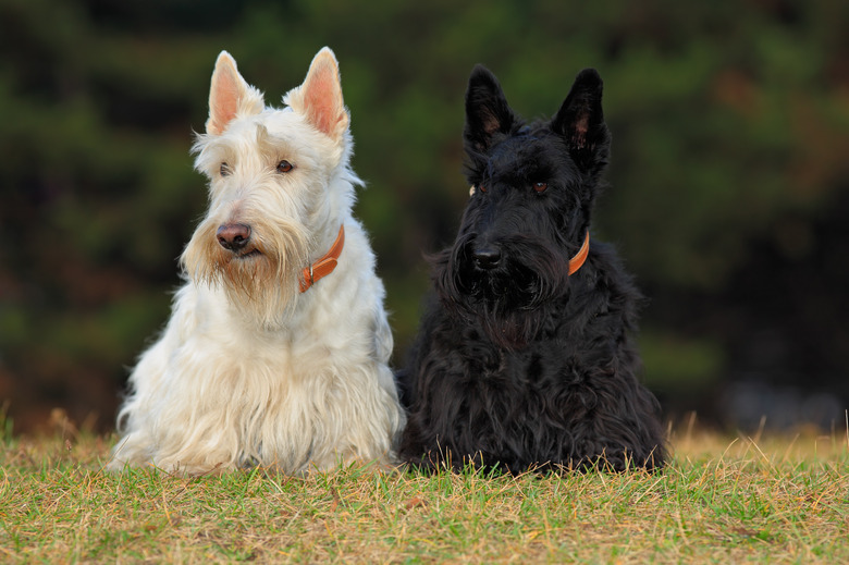 Pair of black and white wheaten scottish terrier