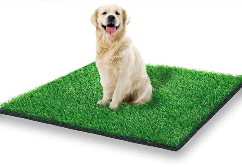 Cute g lden retrieverS sitting on STARROAD-TIM Artificial Grass Turf Dog Potty Training Pad