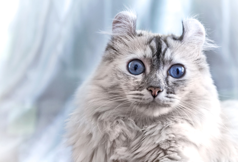 Gray American curl cat with bright blue eyes looking surprised.