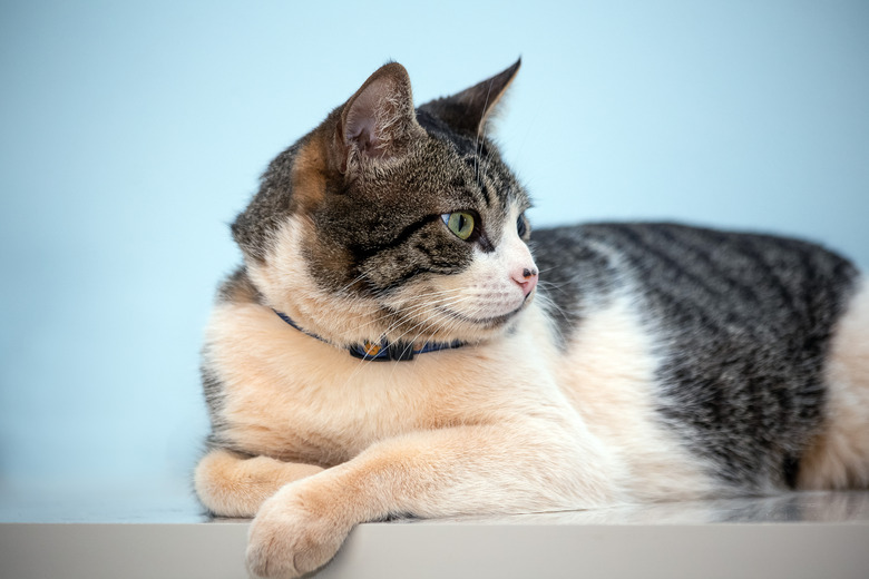 American wirehair cat in profile and against a light blue background.