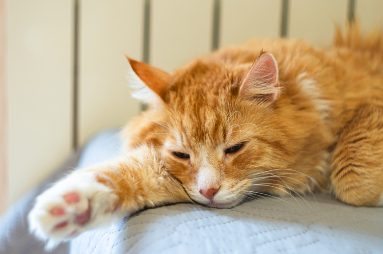Beautiful orange cat laying on bed