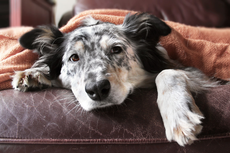 Anti vomiting medication for dogs hot sale