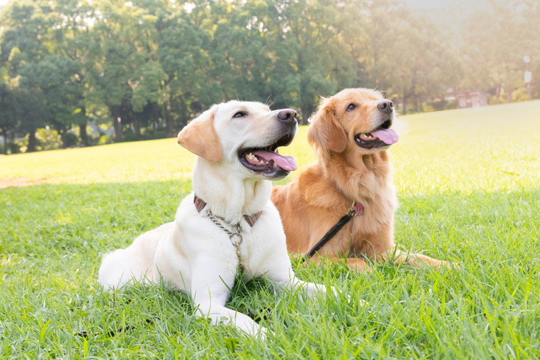 Labrador retriever and Golden retriever