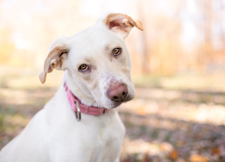 A cream-colored mixed-breed dog with floppy ears