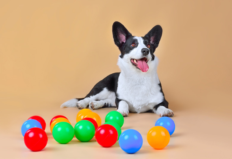 Funny Cardigan Welsh Corgi