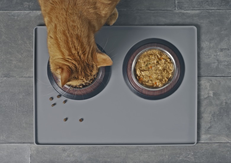 Cat eating dry food beside a food bowl with wet food