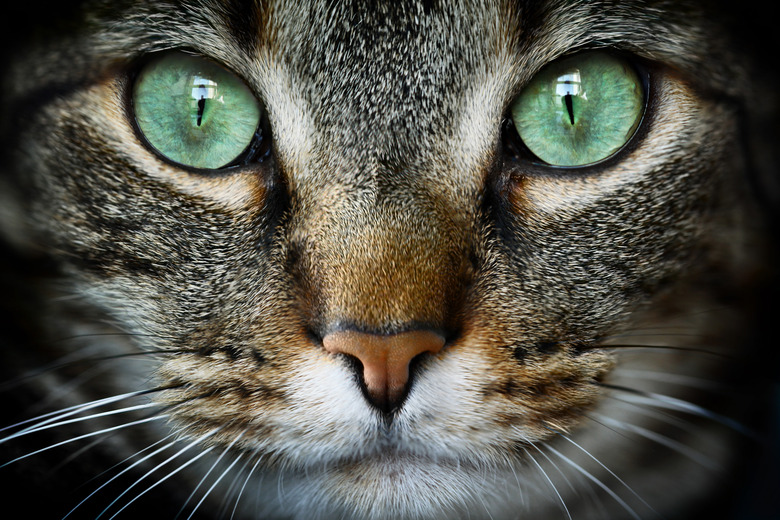 close up of green cat eyes