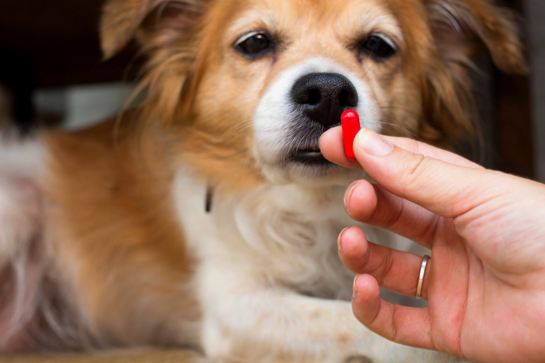 woman hand holding pills and close-up medicine and medications that are important in dogs. blurred background . ideas