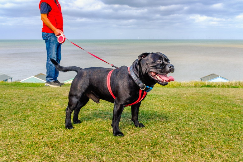 black Staffordshire Bull Terrier wearing a red harness on a long retractable leash on green grass in front of beach huts going for a walk at the seaside in Whtistable