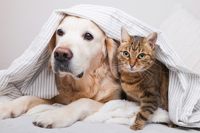 Happy young golden retriever dog and cute mixed breed tabby cat under cozy plaid. Animals warms under gray and white blanket in cold winter weather. Friendship of pets. Pets care concept.