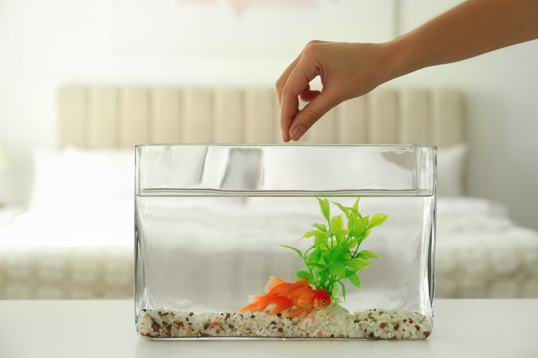 Woman feeding beautiful goldfish at home