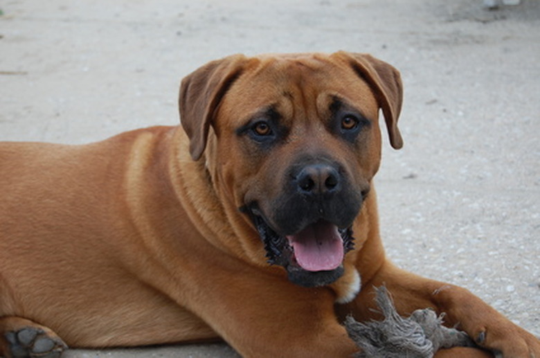 at-home-pain-relievers-for-pulled-leg-muscles-in-dogs-cuteness