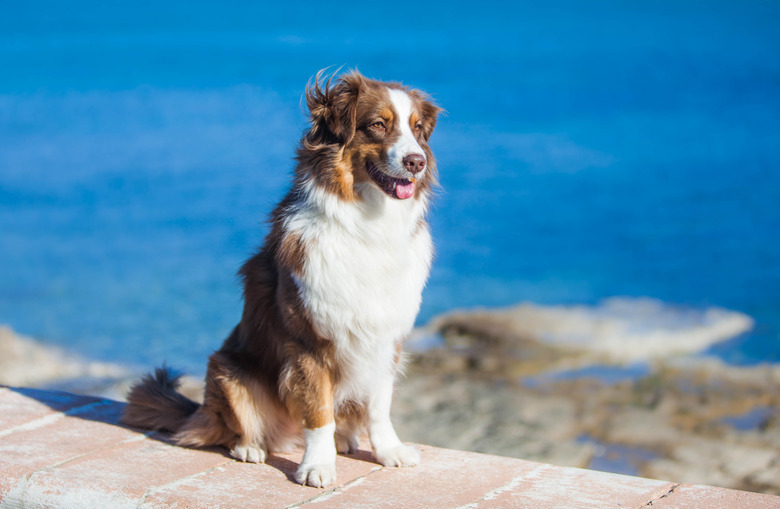 Australian Shepherd