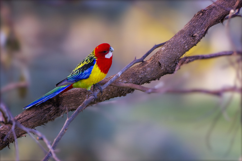 Eastern Rosella Platycercus eximius