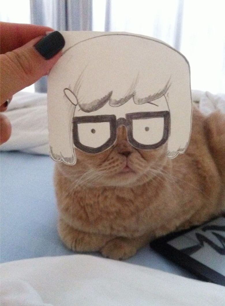 cat convicted of identity theft