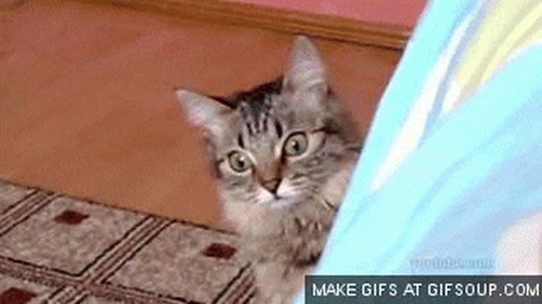 cat caught stealing snacks