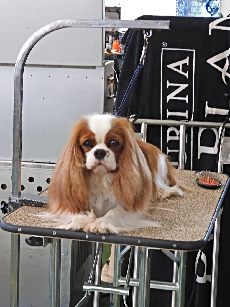 King Charles Spaniel on grooming table