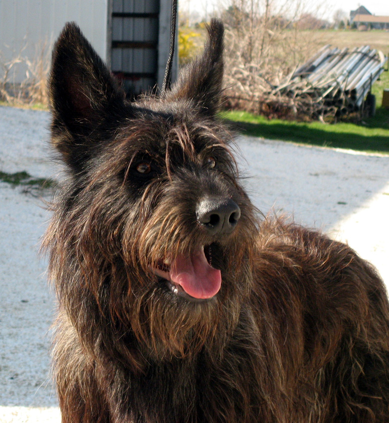 Brindle Berger Picard outdoors in the countryside