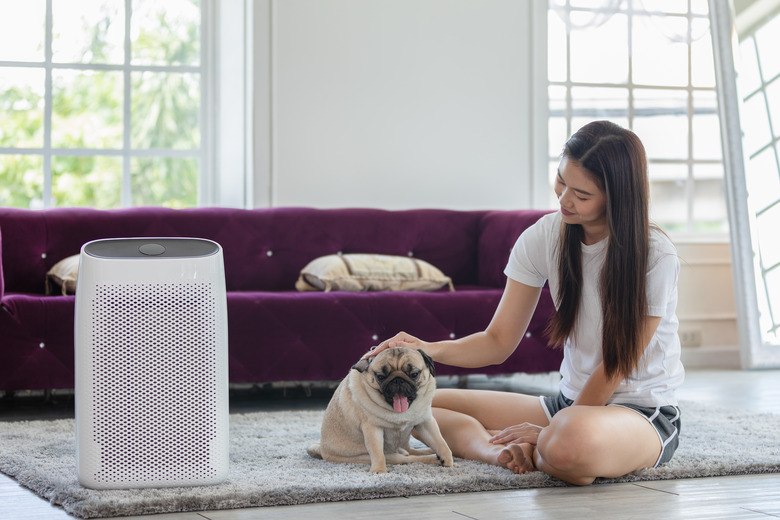 Woman playing with Dog Pug Breed and Air purifier in cozy white living room for filter and cleaning removing dust PM2.5 HEPA in home