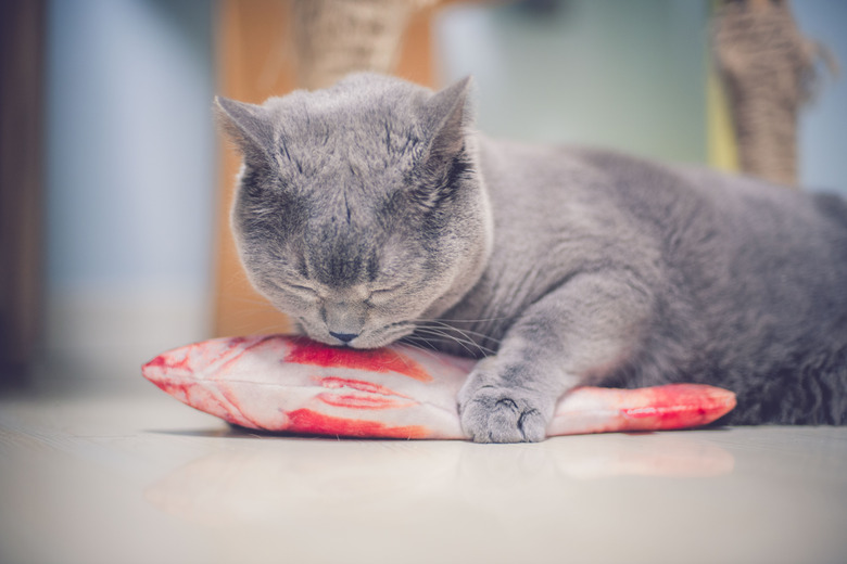 Cat is licking red fish