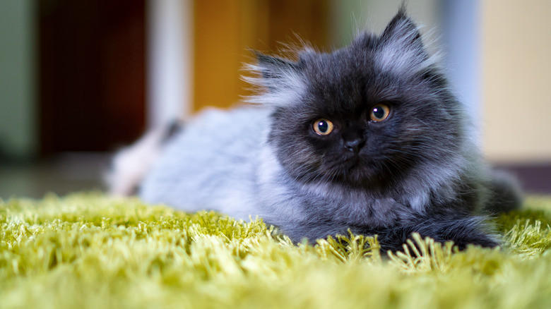 Young persian cat