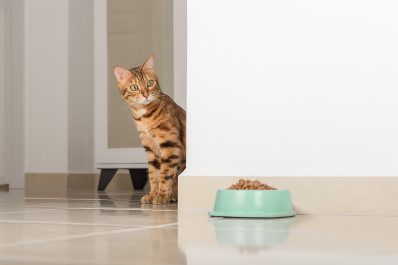 Bengal cat peeks around the corner