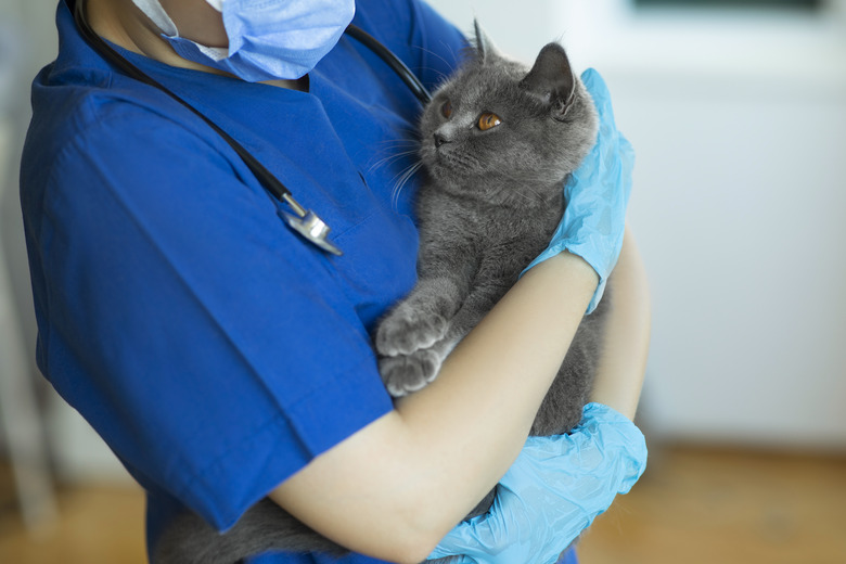 Female veterinarian doctor is holding a cat on her hands