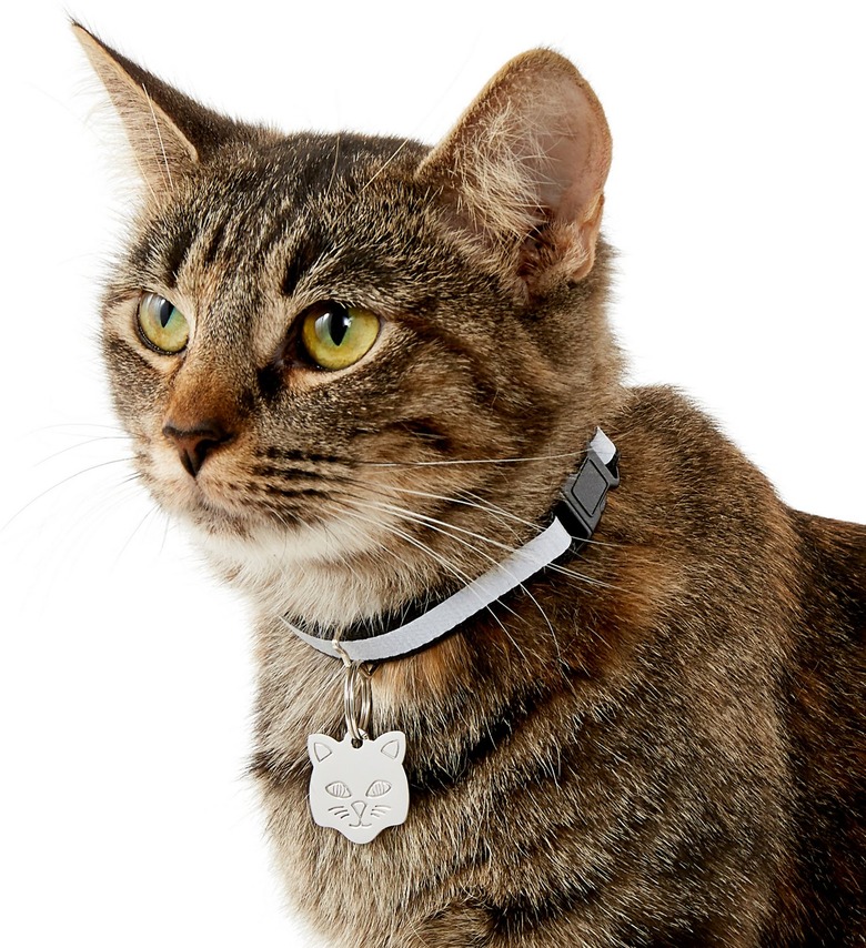 Frisco Stainless Steel ID Tag being modeled by a brown cat