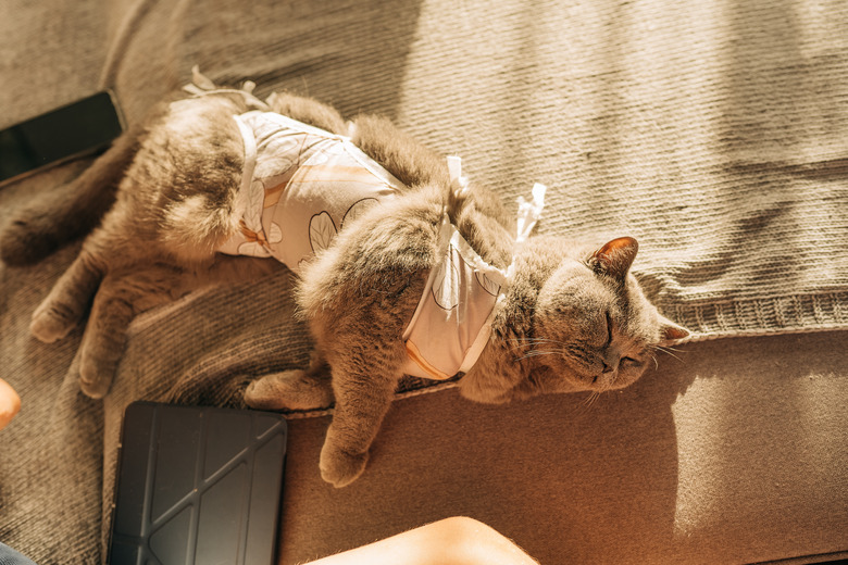 Postoperative bandage on a cat. Care of a pet after a cavitary operation castration