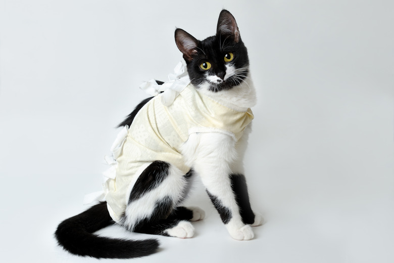 Cat with recovery suit after surgery.